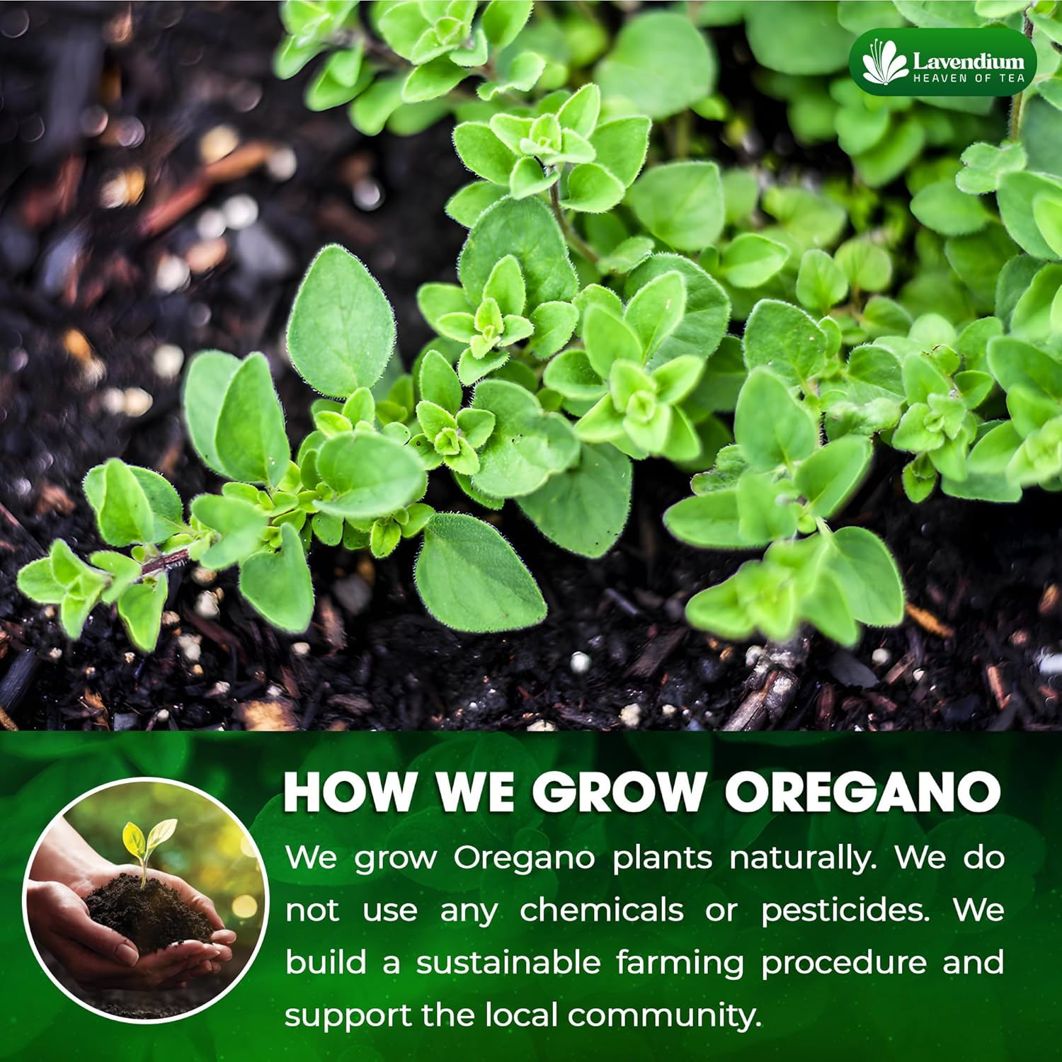 Organic Dried Oregano Leaves — Non-GMO & Vegan