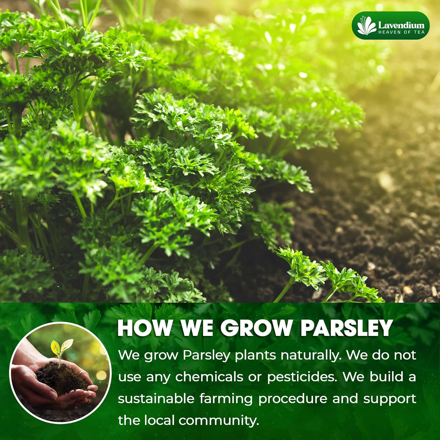 Organic Dried Parsley Leaves — Non-GMO & Vegan