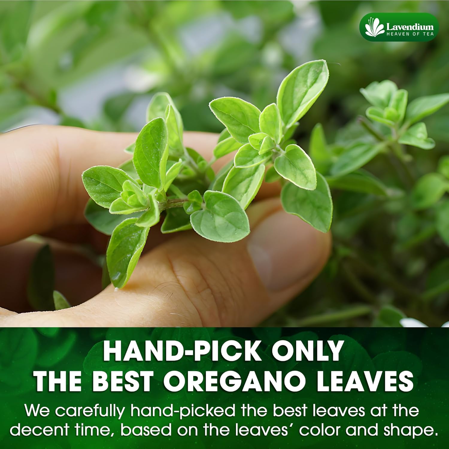 Organic Dried Oregano Leaves — Non-GMO & Vegan