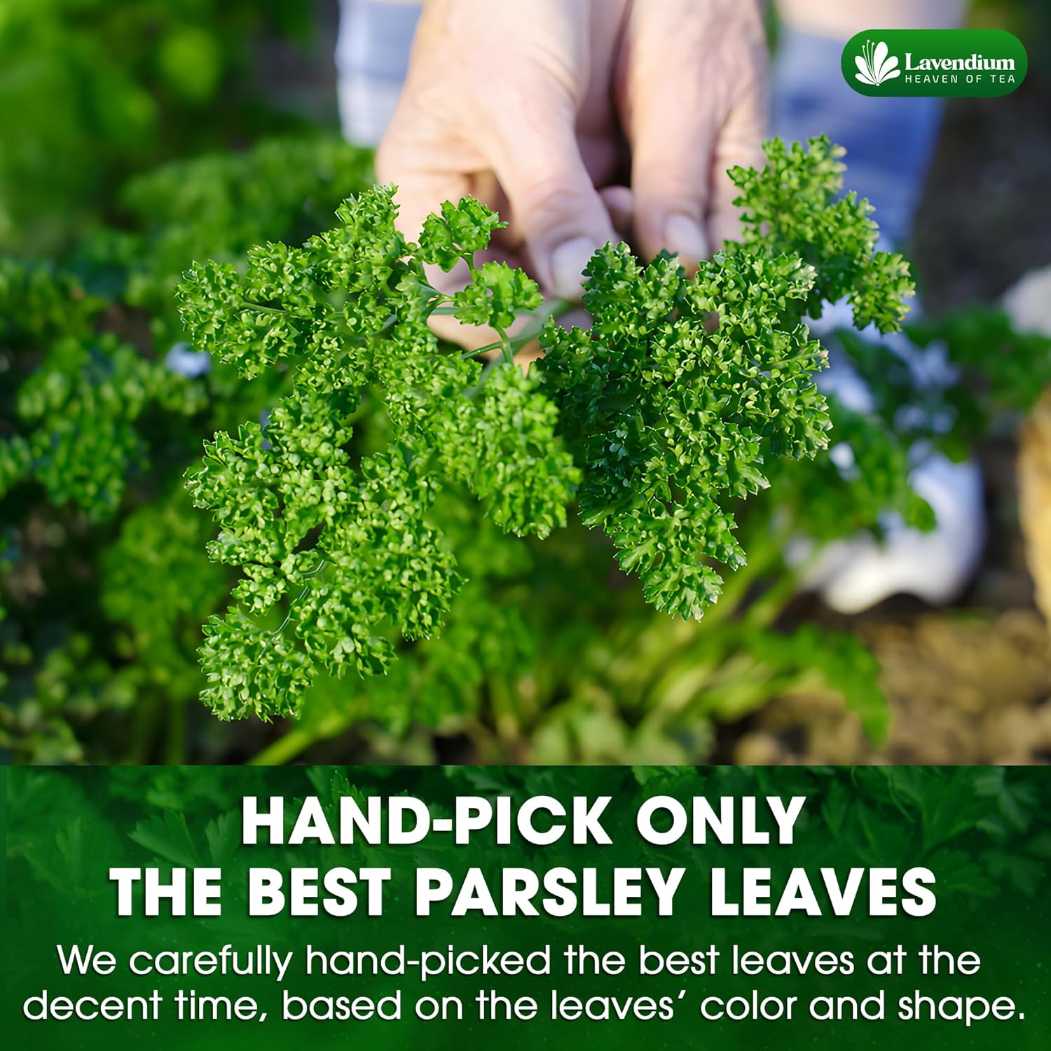Organic Dried Parsley Leaves — Non-GMO & Vegan